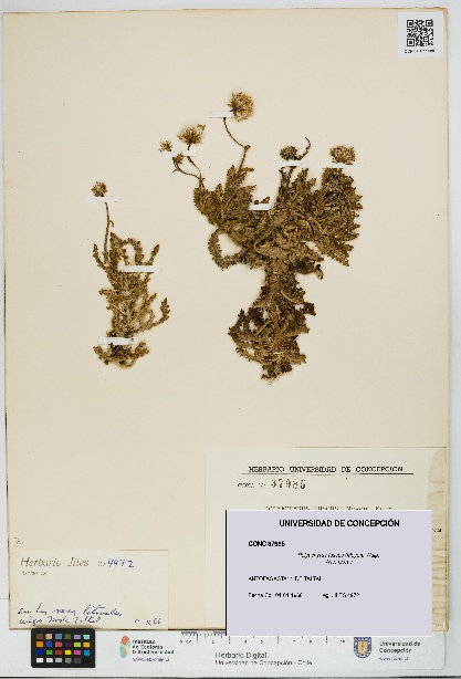 Polyachyrus fuscus [Espécimen: UDEC:CONC:0037985]