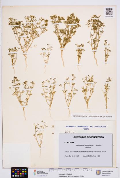 Cyclospermum laciniatum [Espécimen: ]