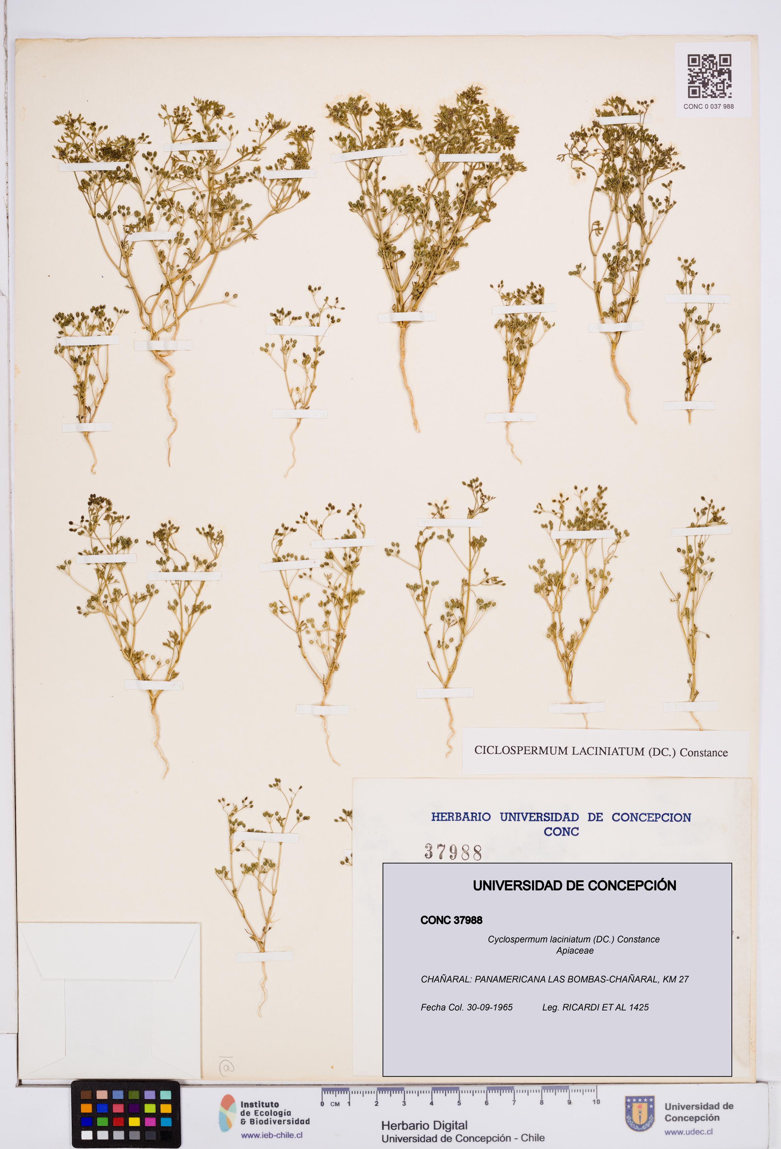 Cyclospermum laciniatum [Espécimen: ]