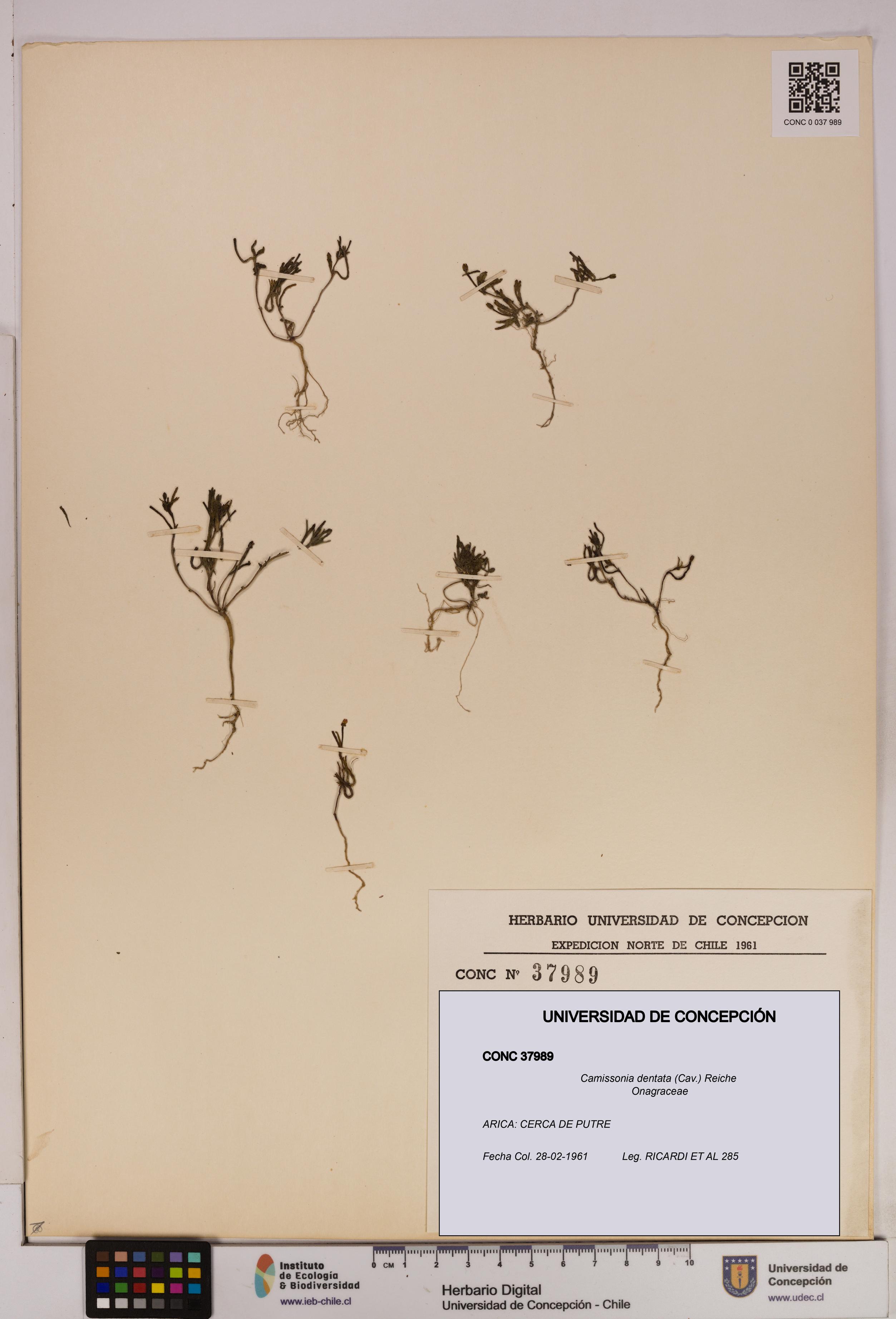 Camissonia dentata [Espécimen: UDEC:CONC:0037989]