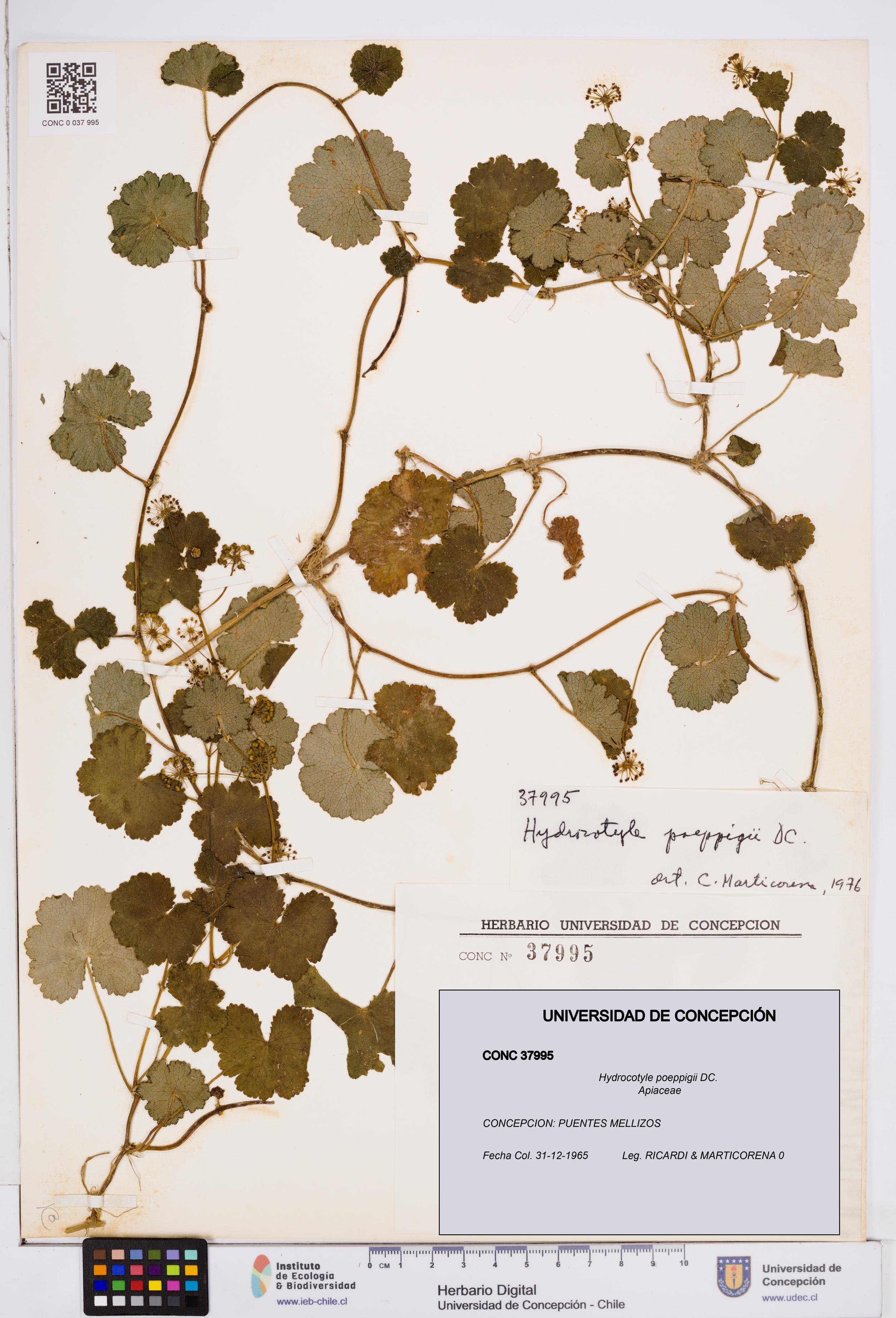 Hydrocotyle poeppigii [Espécimen: ]
