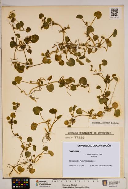 Centella asiatica [Espécimen: ]