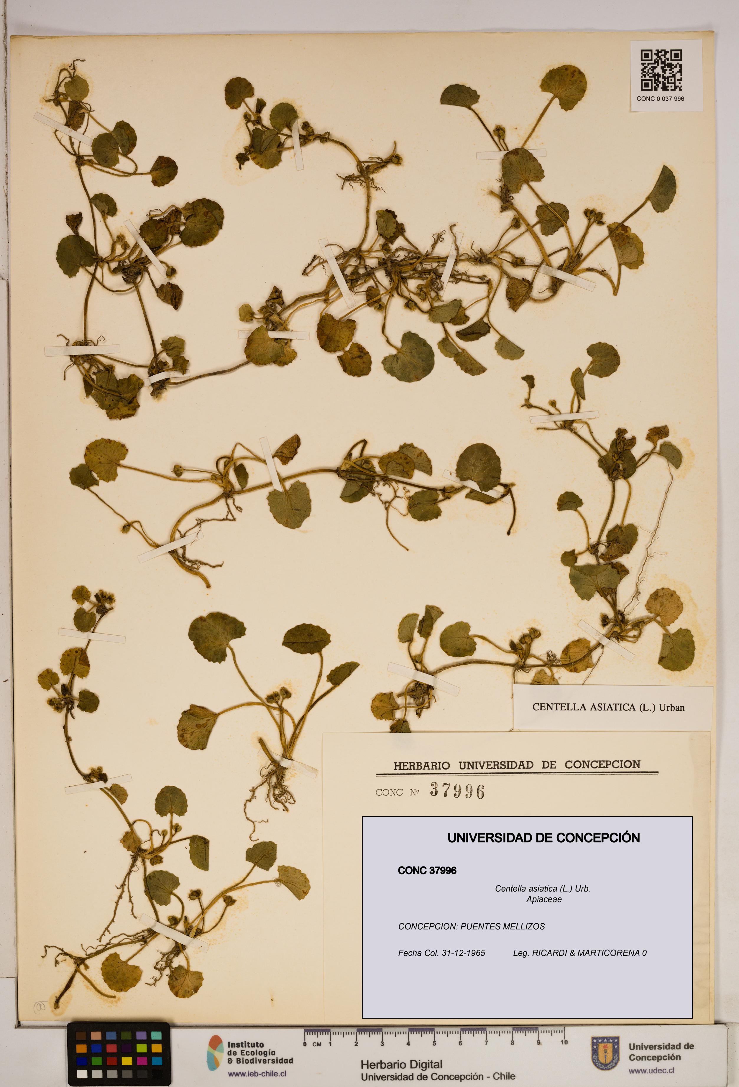 Centella asiatica [Espécimen: ]