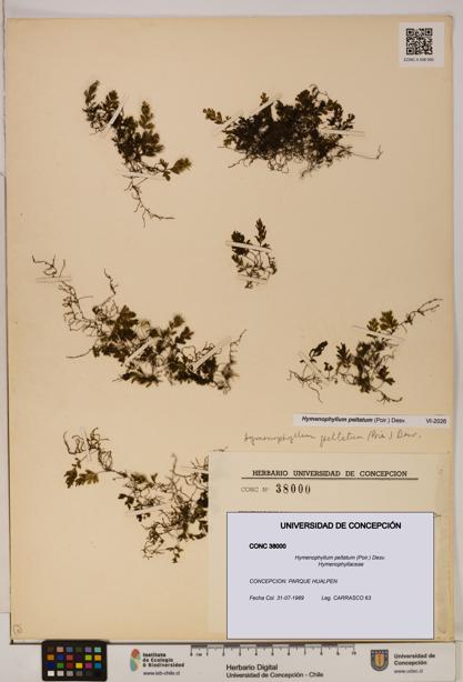 Hymenophyllum peltatum [Espécimen: ]