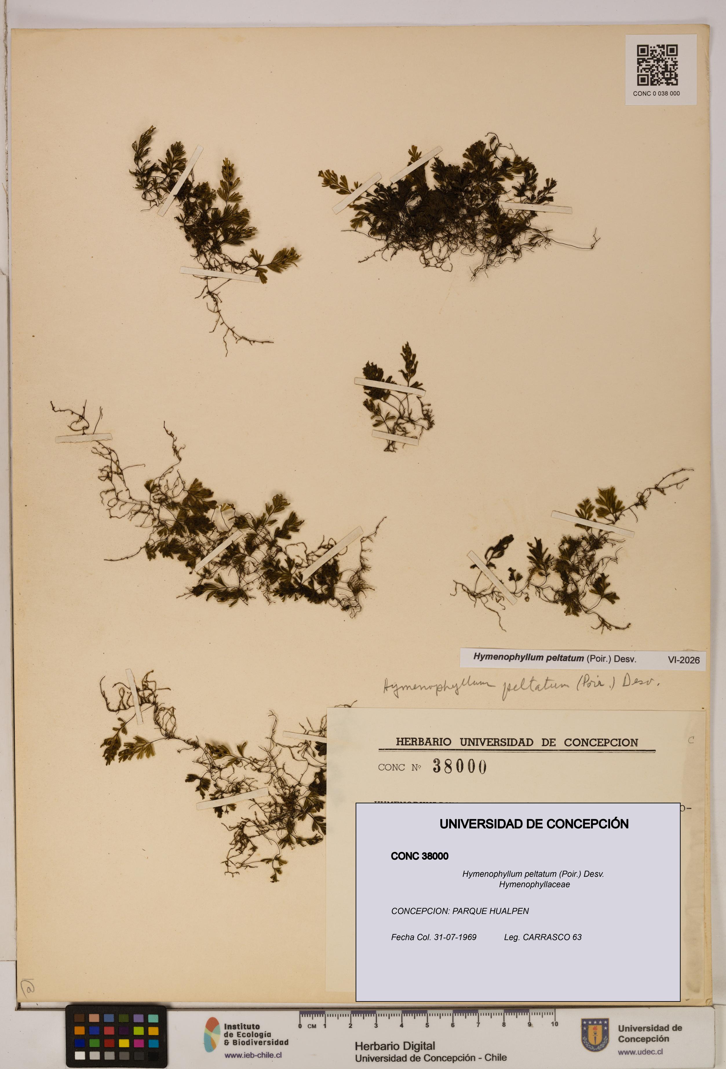 Hymenophyllum peltatum [Espécimen: ]
