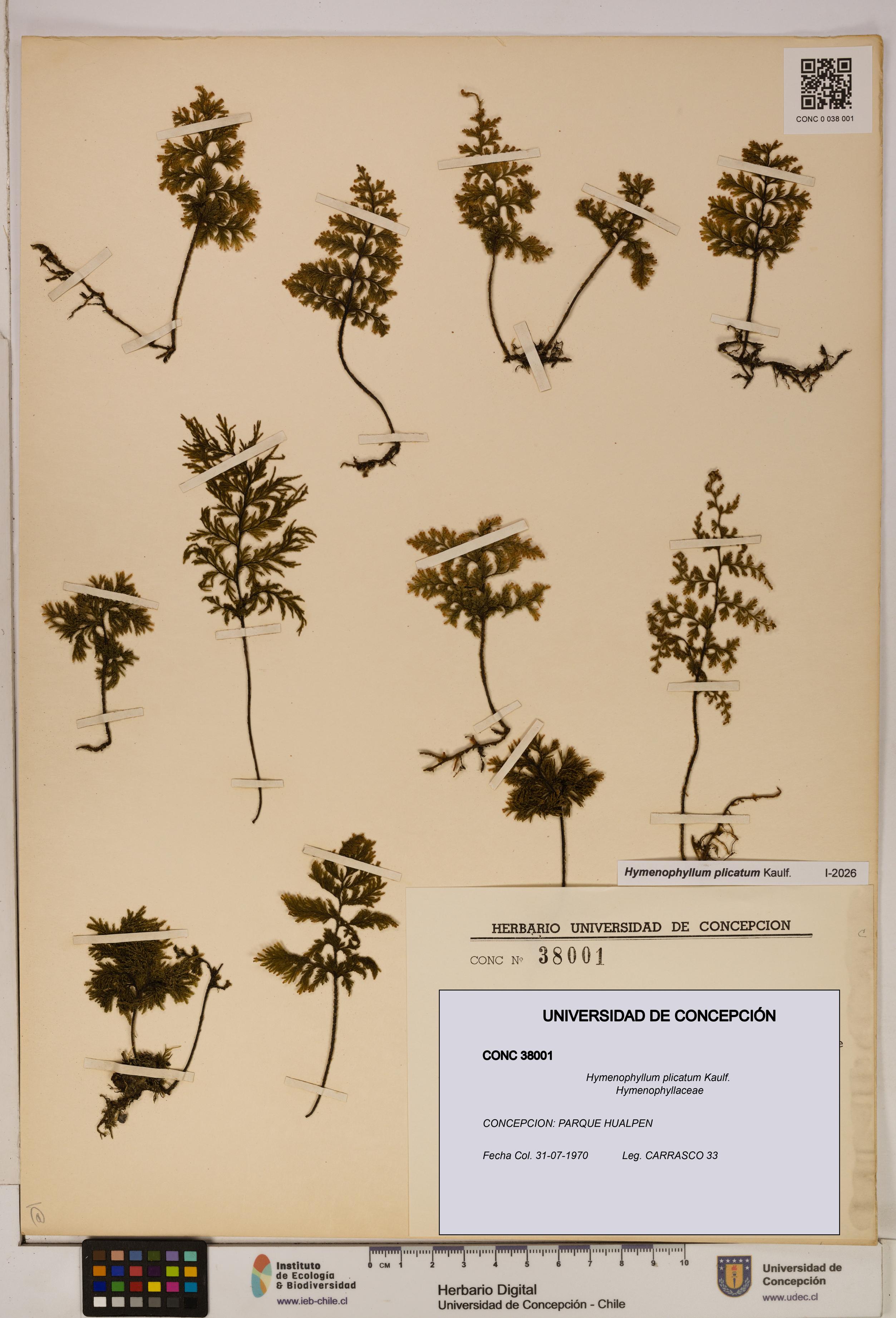 Hymenophyllum plicatum [Espécimen: ]