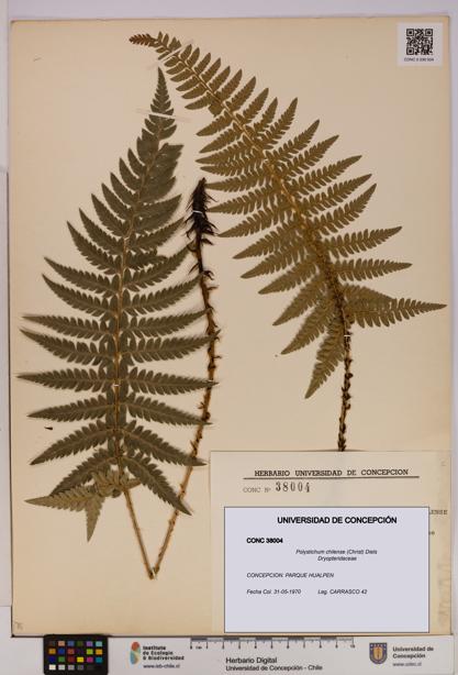 Polystichum chilense [Espécimen: UDEC:CONC:0038004]