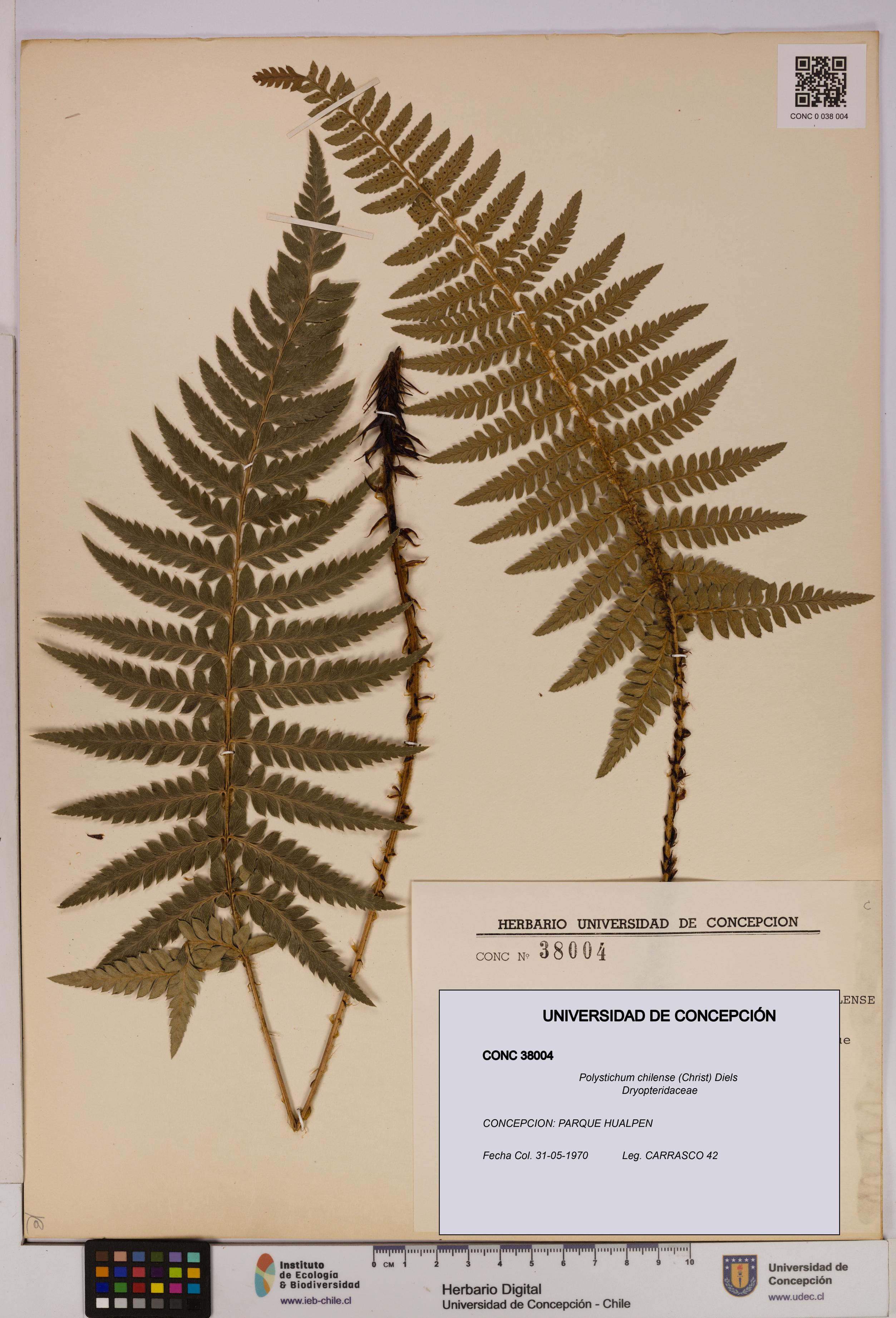 Polystichum chilense [Espécimen: UDEC:CONC:0038004]
