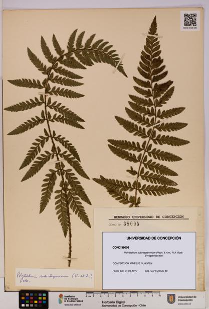 Polystichum subintegerrimum [Espécimen: UDEC:CONC:0038005]