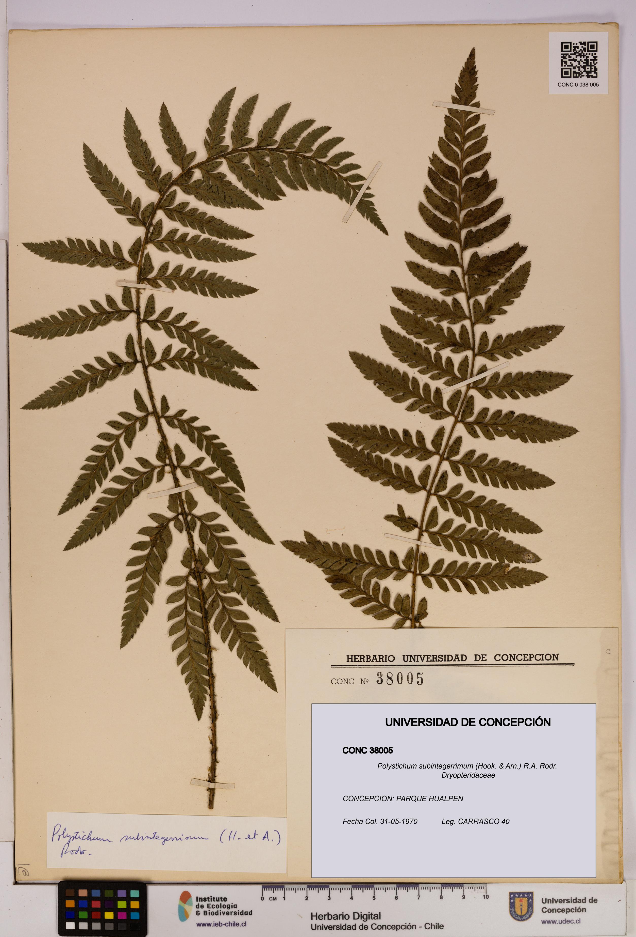 Polystichum subintegerrimum [Espécimen: UDEC:CONC:0038005]