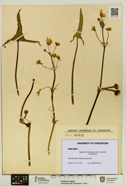 Sagittaria montevidensis [Espécimen: UDEC:CONC:0038014]