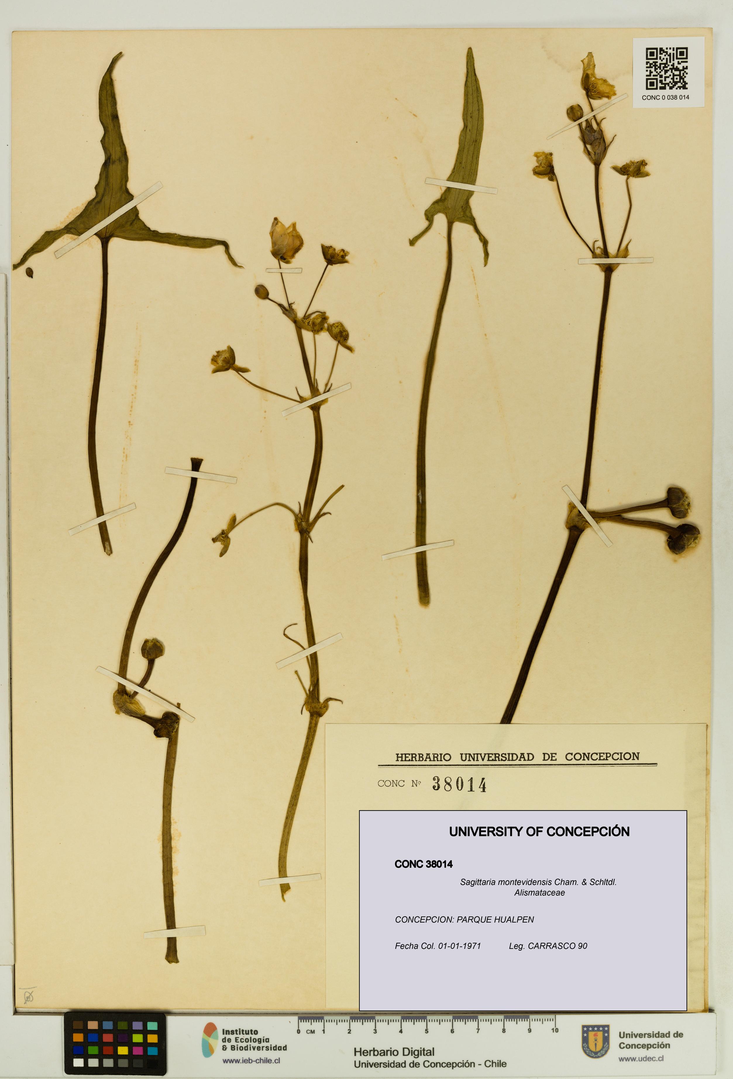 Sagittaria montevidensis [Espécimen: UDEC:CONC:0038014]