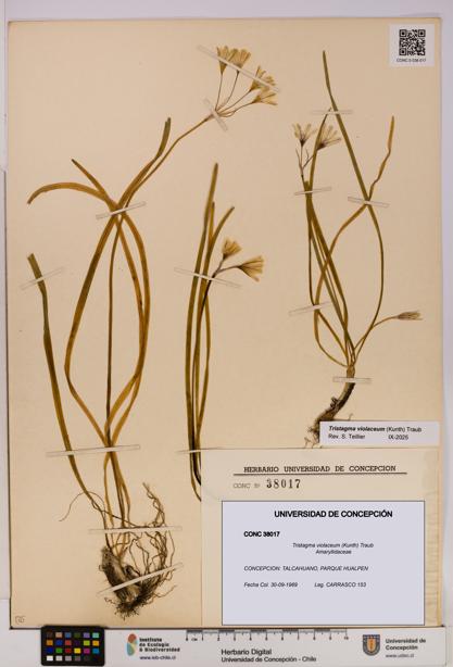 Tristagma violaceum [Espécimen: UDEC:CONC:0038017]