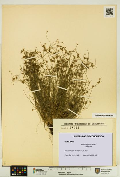 Isolepis nigricans [Espécimen: UDEC:CONC:0038022]