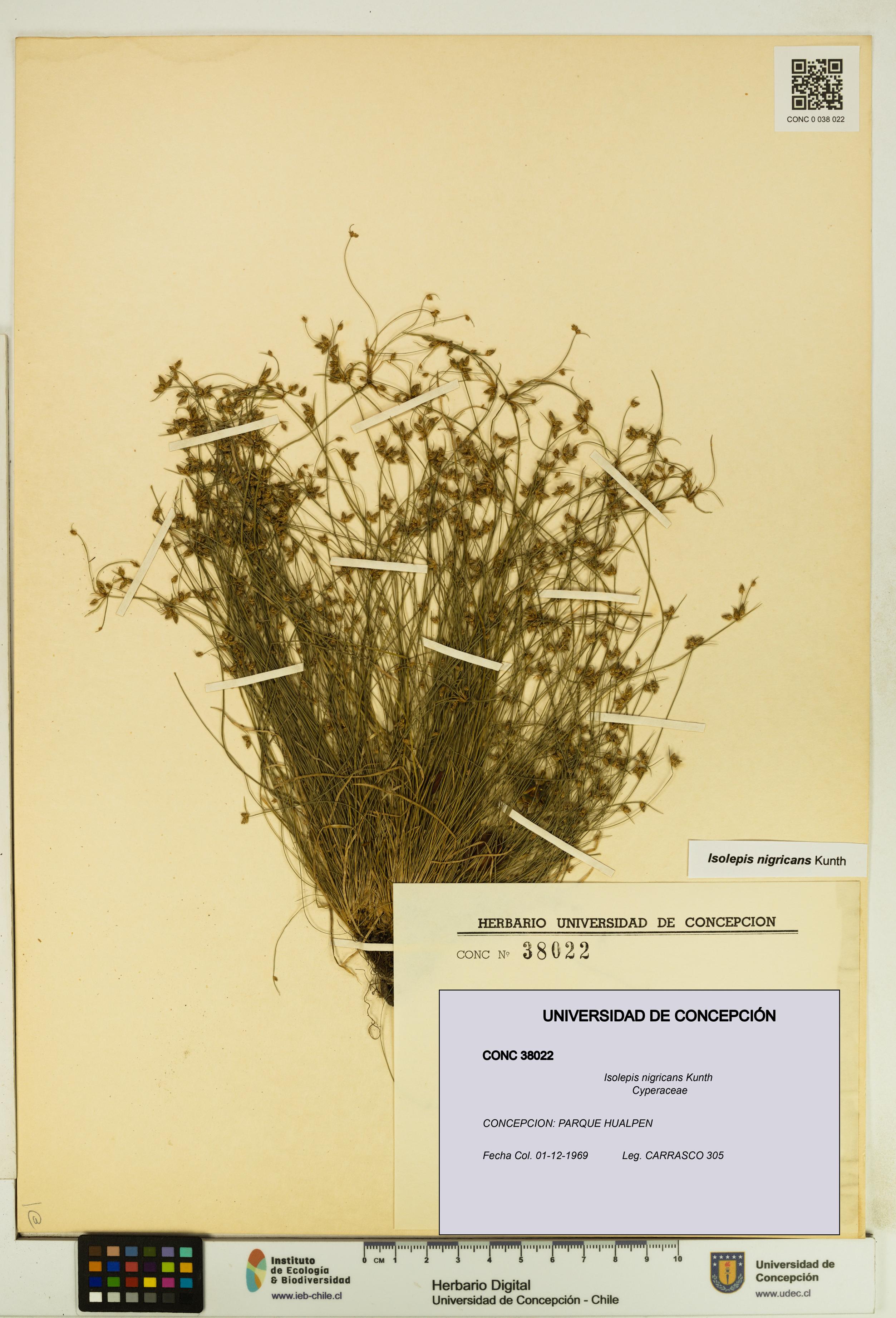 Isolepis nigricans [Espécimen: UDEC:CONC:0038022]
