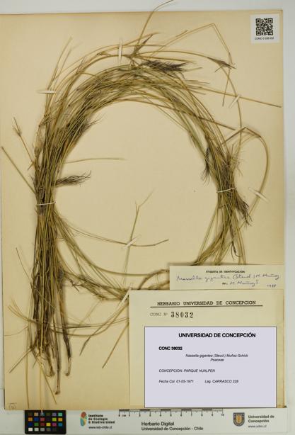 Nassella gigantea [Espécimen: UDEC:CONC:0038032]