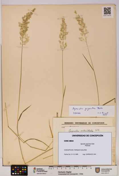 Agrostis gigantea [Espécimen: UDEC:CONC:0038044]