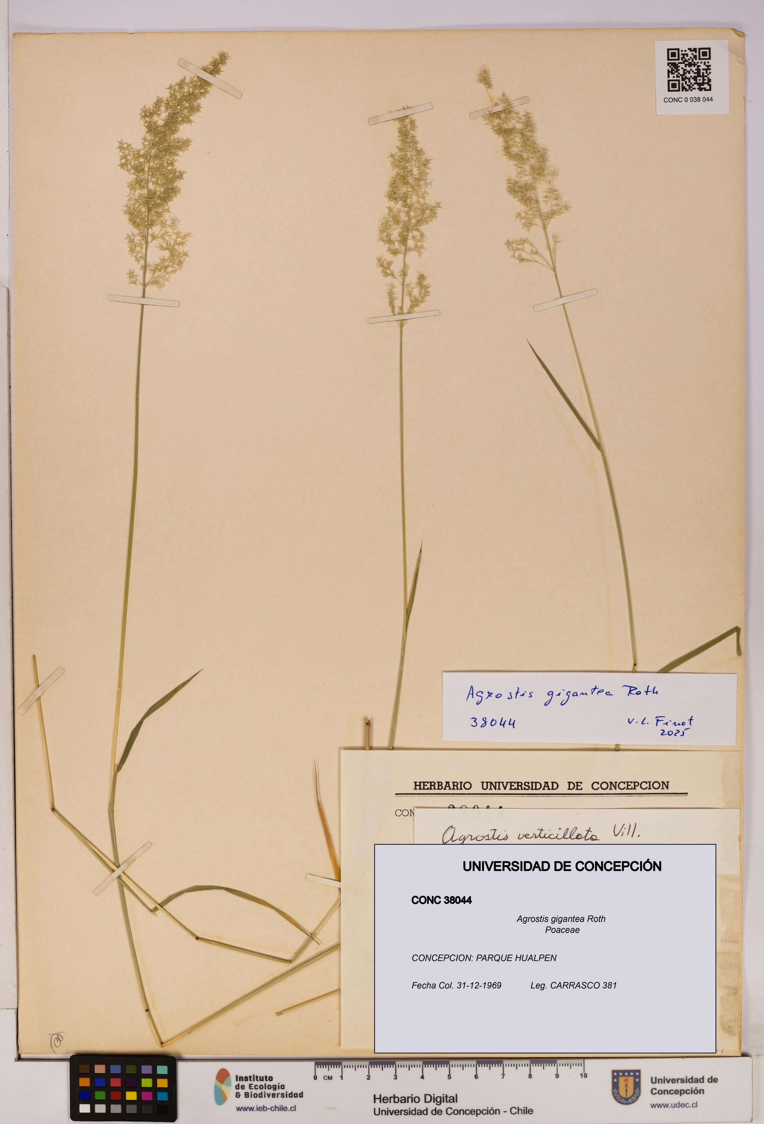 Agrostis gigantea [Espécimen: UDEC:CONC:0038044]