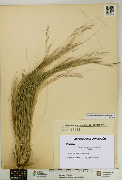 Nassella laevissima [Espécimen: UDEC:CONC:0038046]