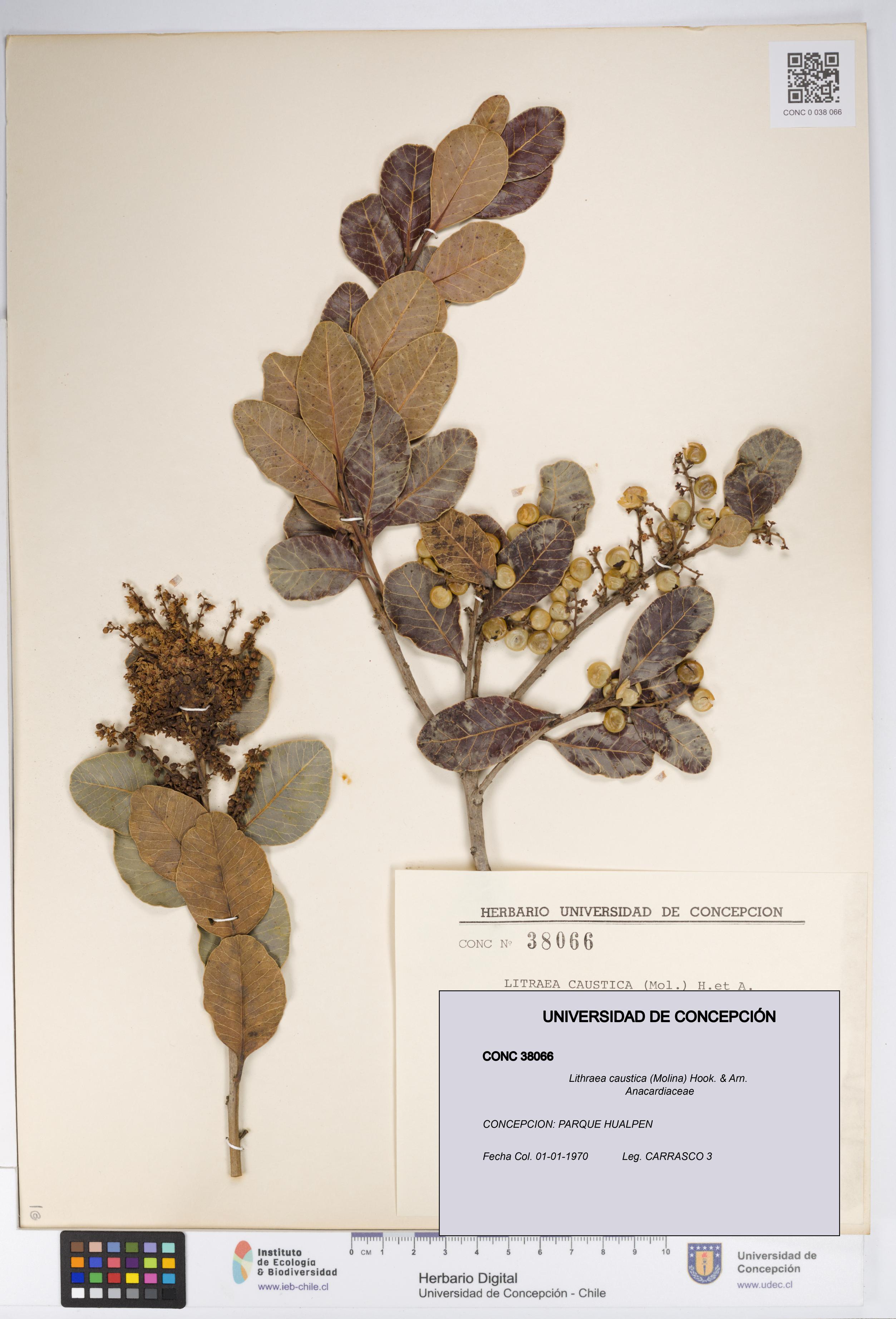 Lithraea caustica [Espécimen: UDEC:CONC:0038066]