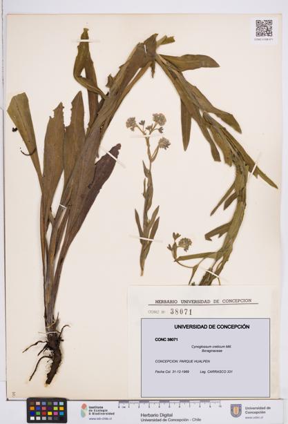 Cynoglossum creticum [Espécimen: ]