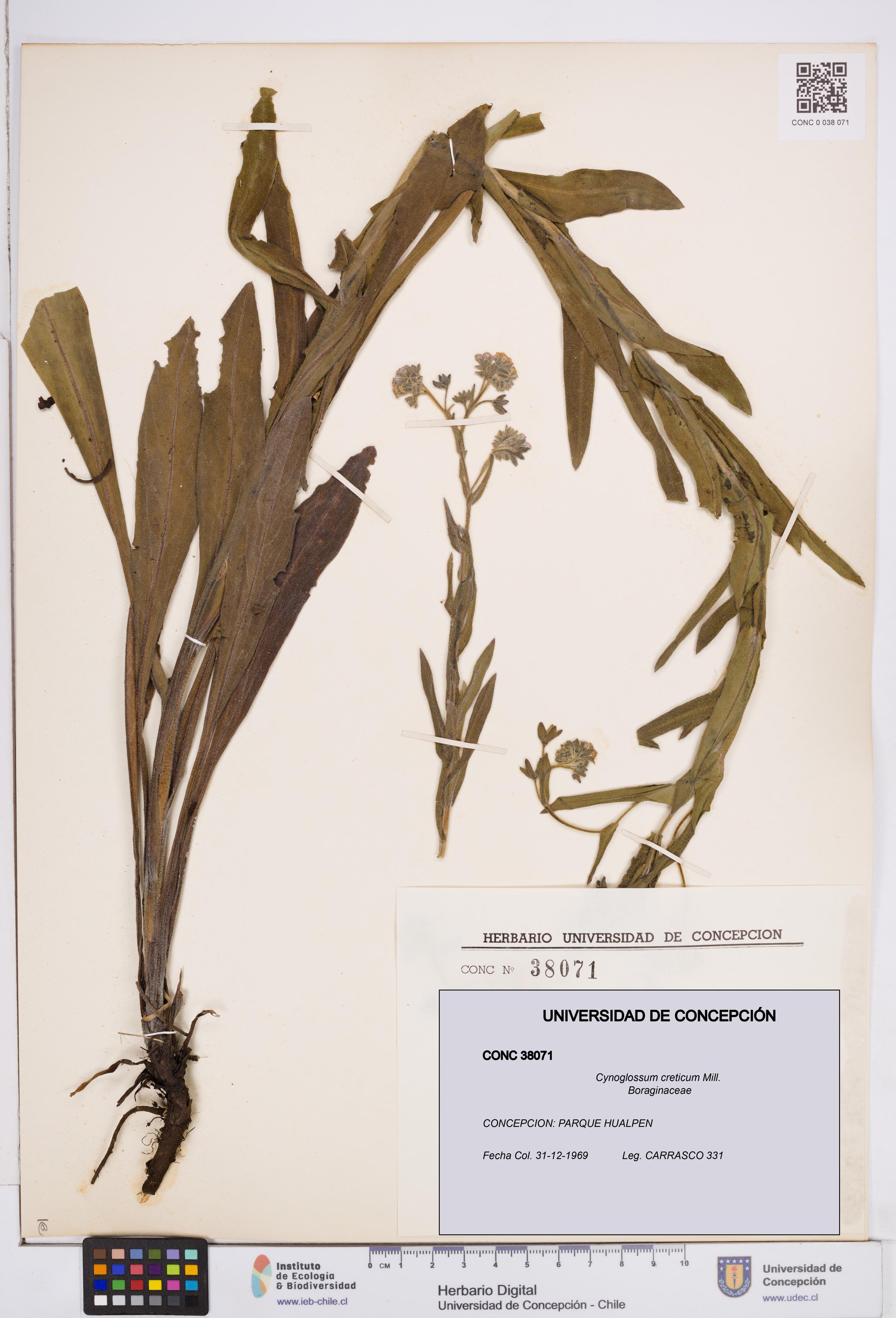Cynoglossum creticum [Espécimen: ]
