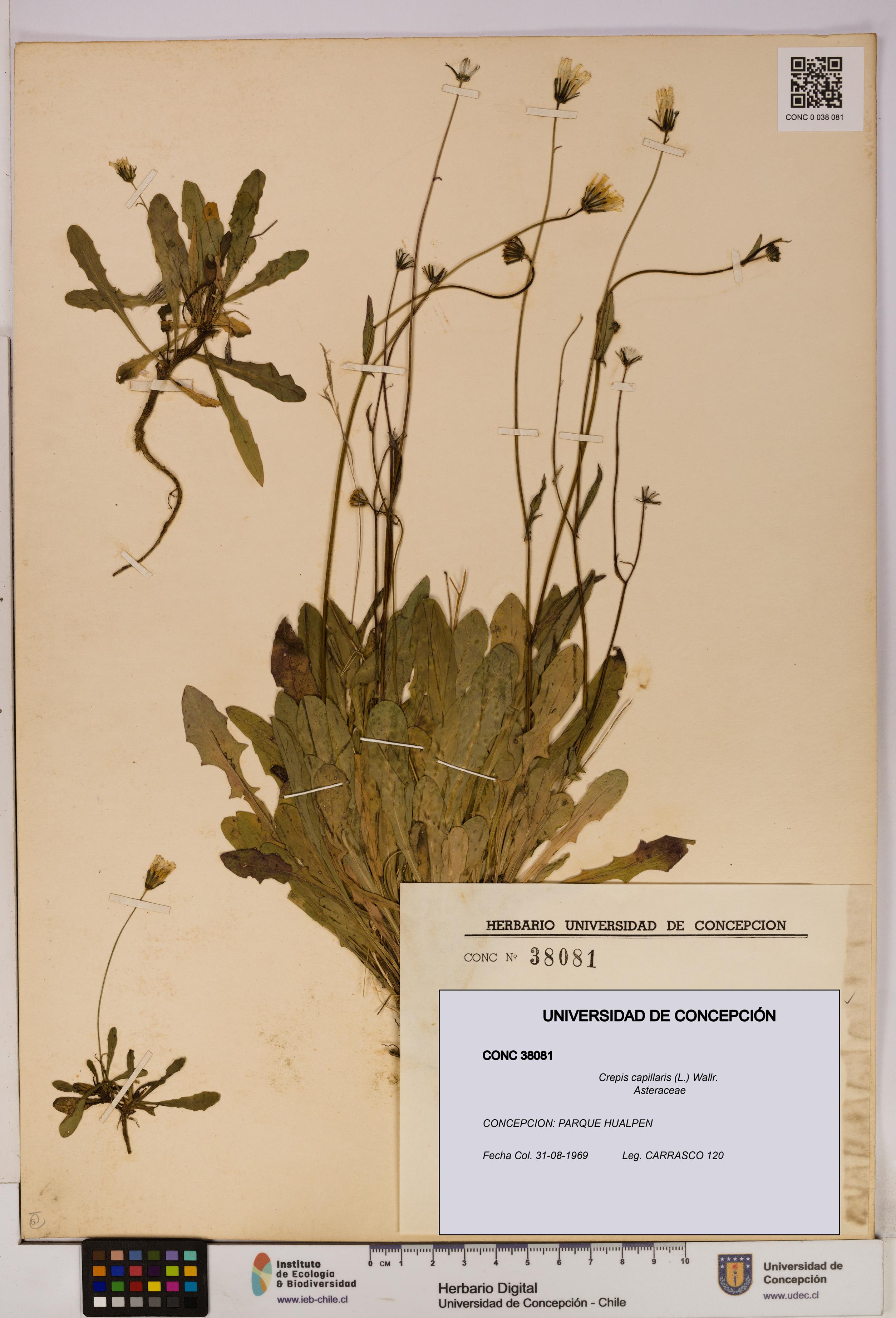 Crepis capillaris [Espécimen: UDEC:CONC:0038081]