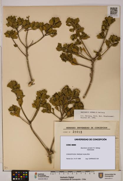 Baccharis vernalis [Espécimen: UDEC:CONC:0038083]