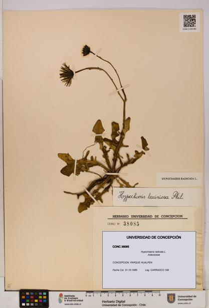 Hypochaeris radicata [Espécimen: UDEC:CONC:0038085]