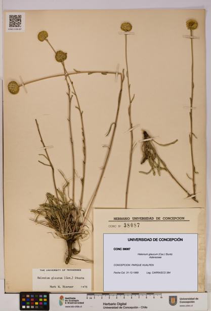 Helenium glaucum [Espécimen: UDEC:CONC:0038087]