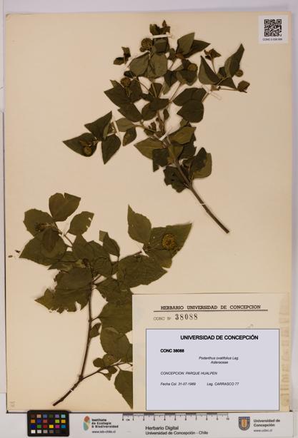 Podanthus ovatifolius [Espécimen: ]
