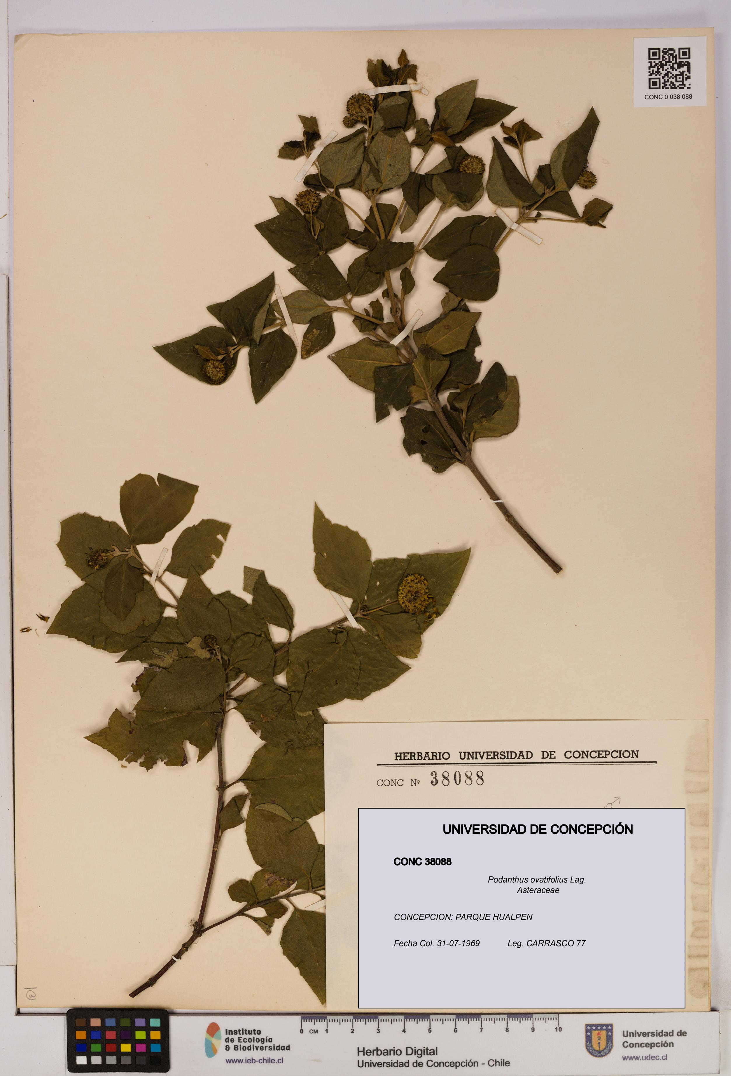 Podanthus ovatifolius [Espécimen: ]