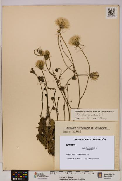Hypochaeris radicata [Espécimen: UDEC:CONC:0038089]