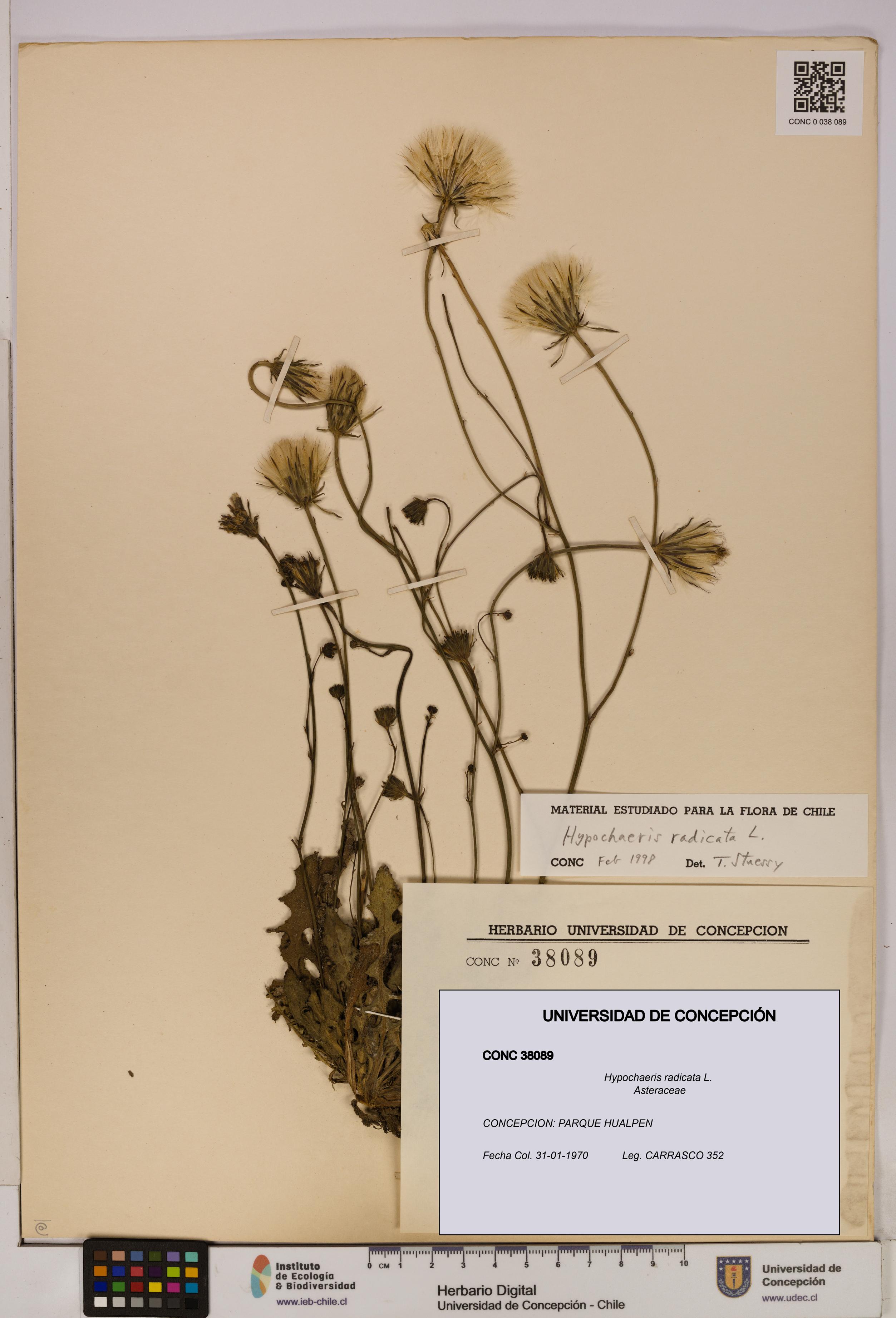 Hypochaeris radicata [Espécimen: UDEC:CONC:0038089]