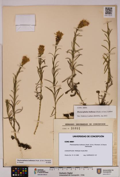 Plectocephalus bulbosus [Espécimen: UDEC:CONC:0038091]