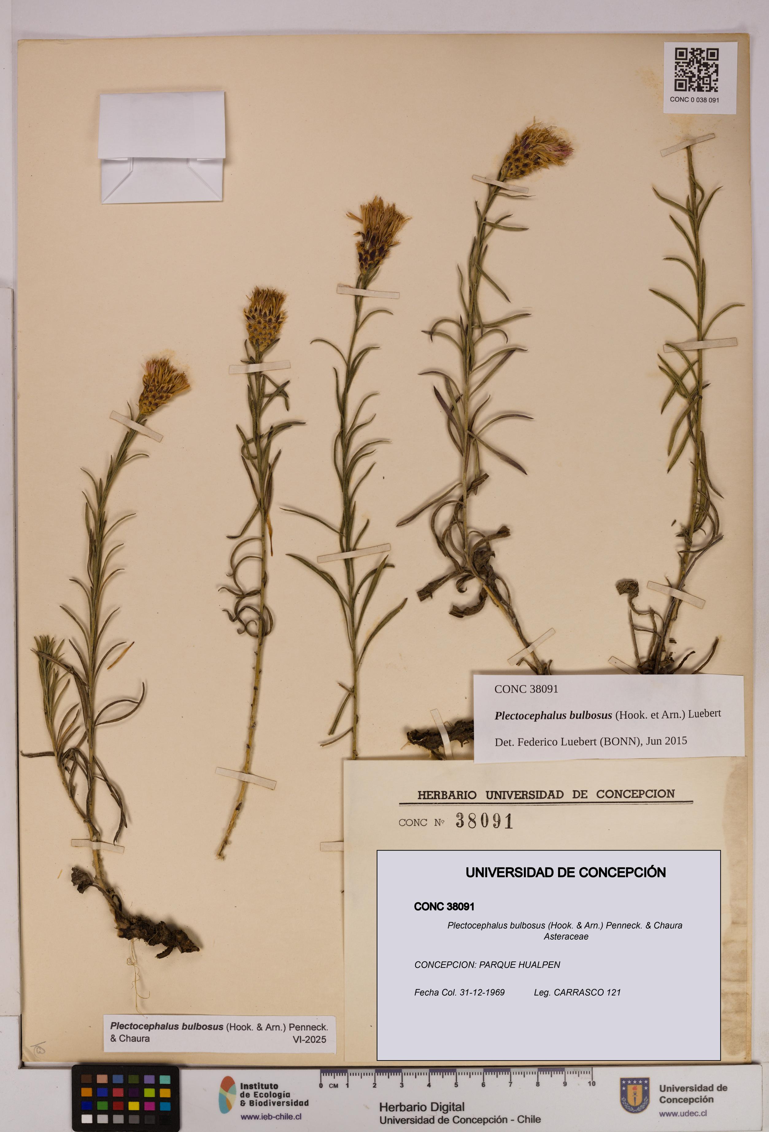 Plectocephalus bulbosus [Espécimen: UDEC:CONC:0038091]