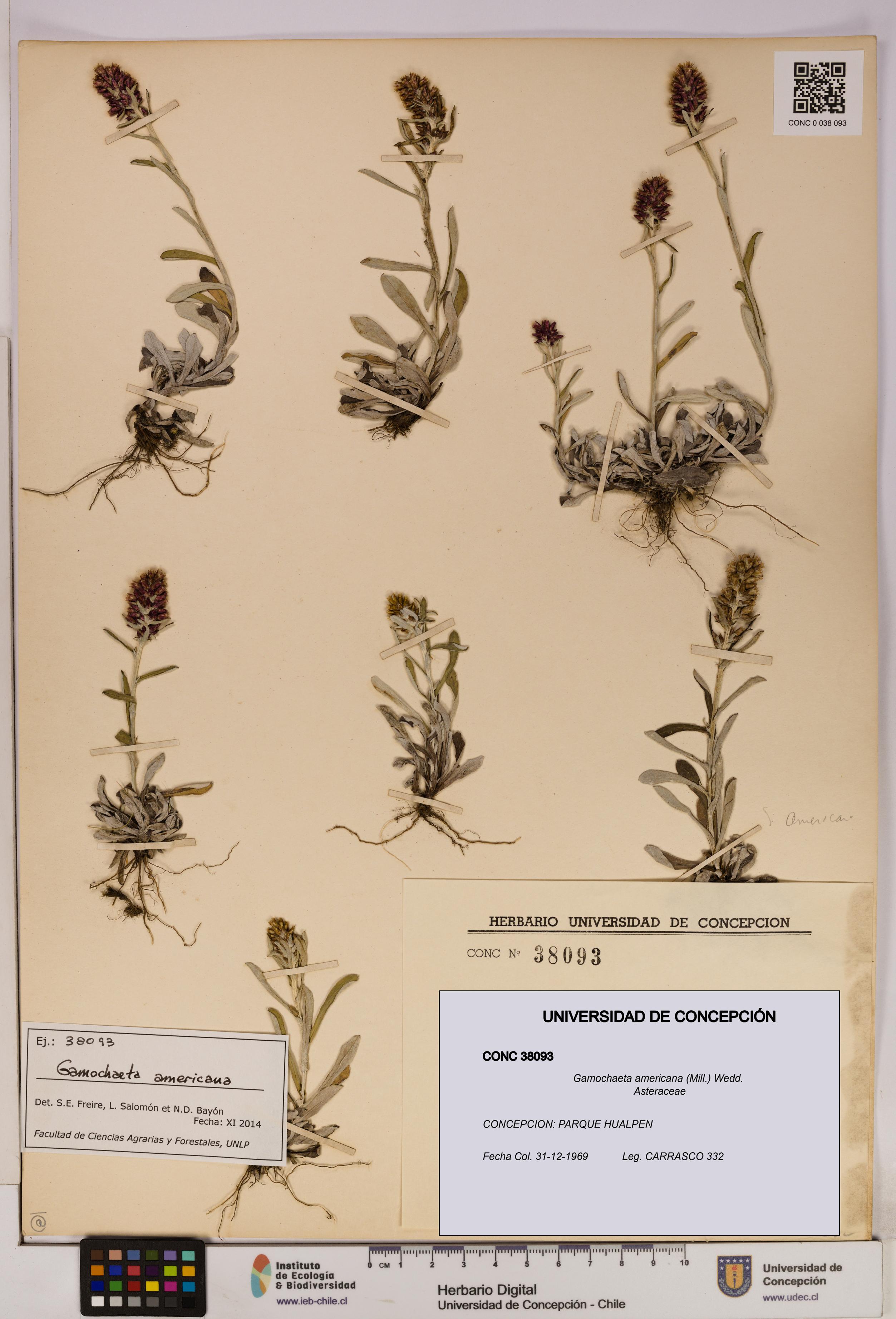 Gamochaeta americana [Espécimen: UDEC:CONC:0038093]