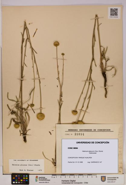 Helenium glaucum [Espécimen: UDEC:CONC:0038094]