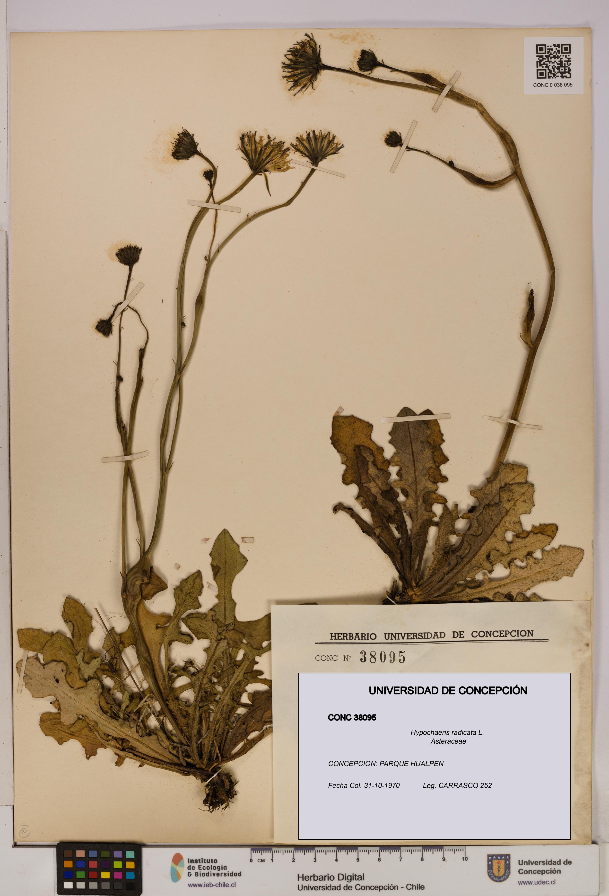 Hypochaeris radicata [Espécimen: UDEC:CONC:0038095]