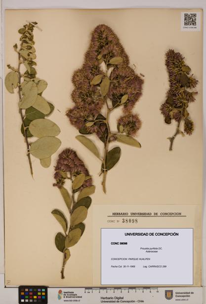 Proustia pyrifolia [Espécimen: UDEC:CONC:0038098]