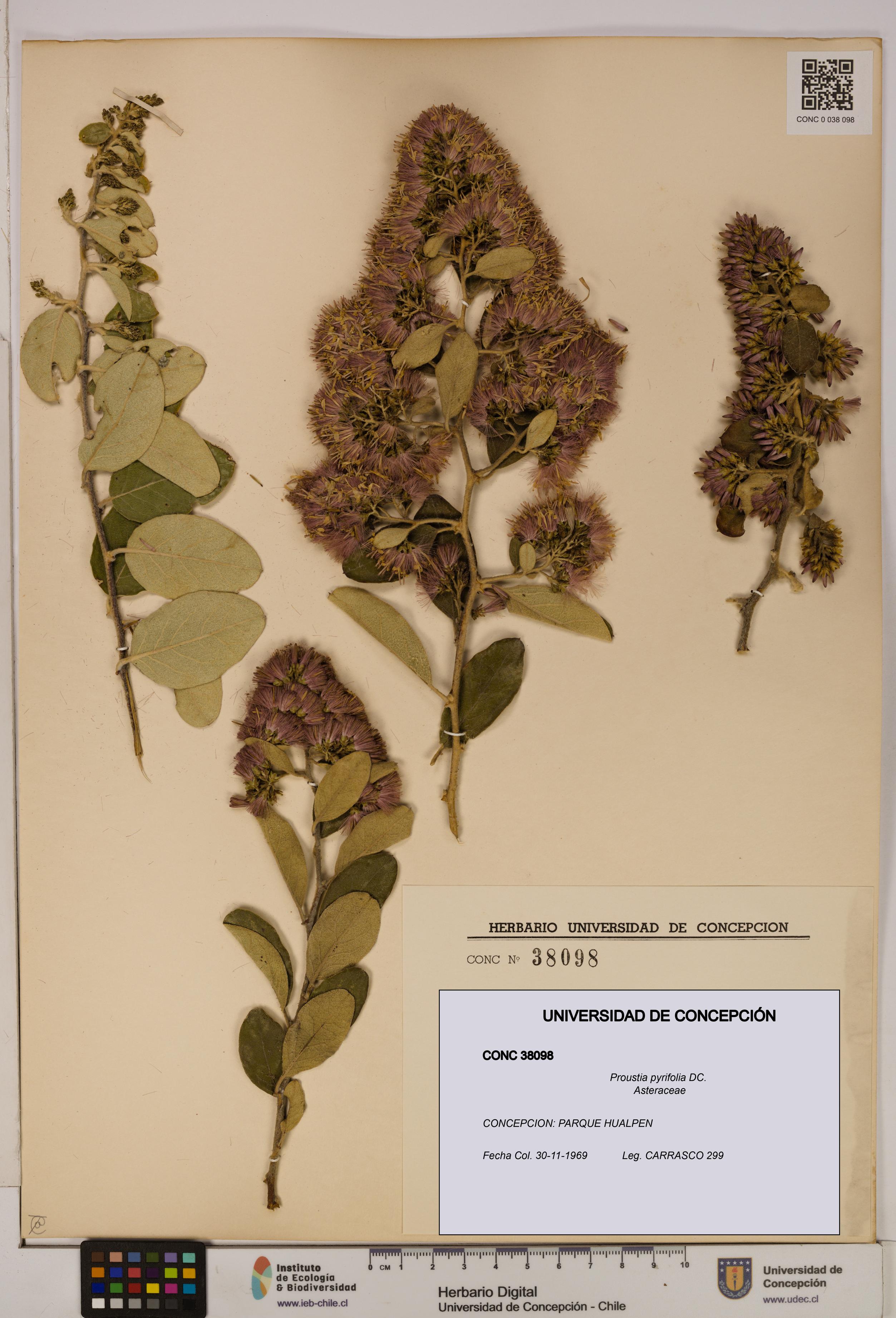Proustia pyrifolia [Espécimen: UDEC:CONC:0038098]