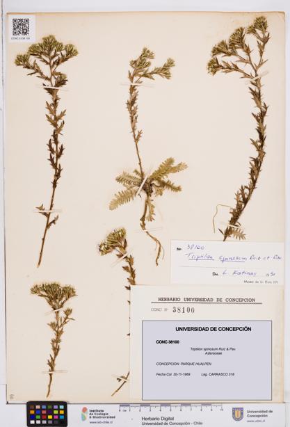 Triptilion spinosum [Espécimen: ]