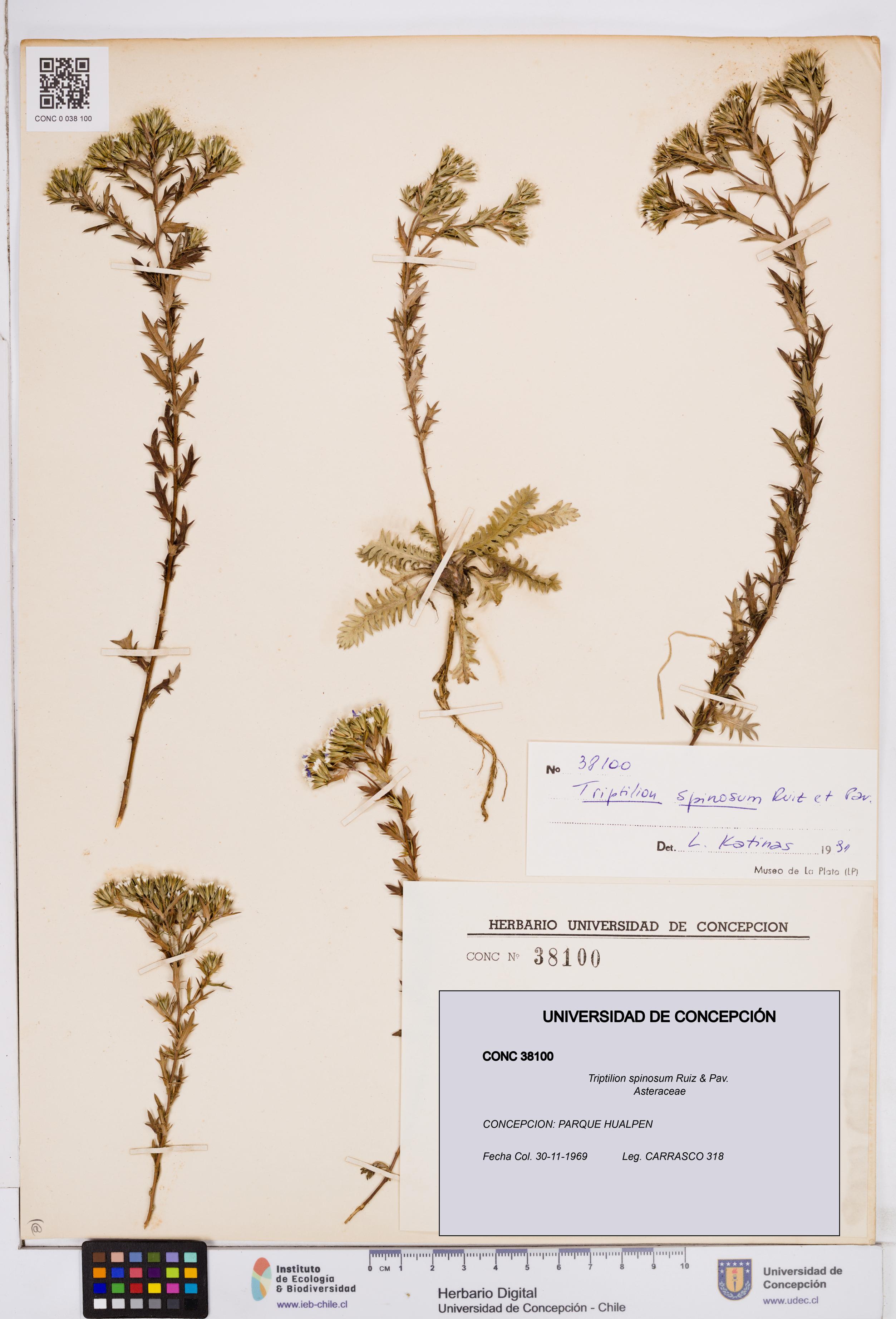 Triptilion spinosum [Espécimen: ]