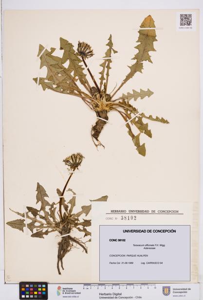 Taraxacum officinale [Espécimen: ]