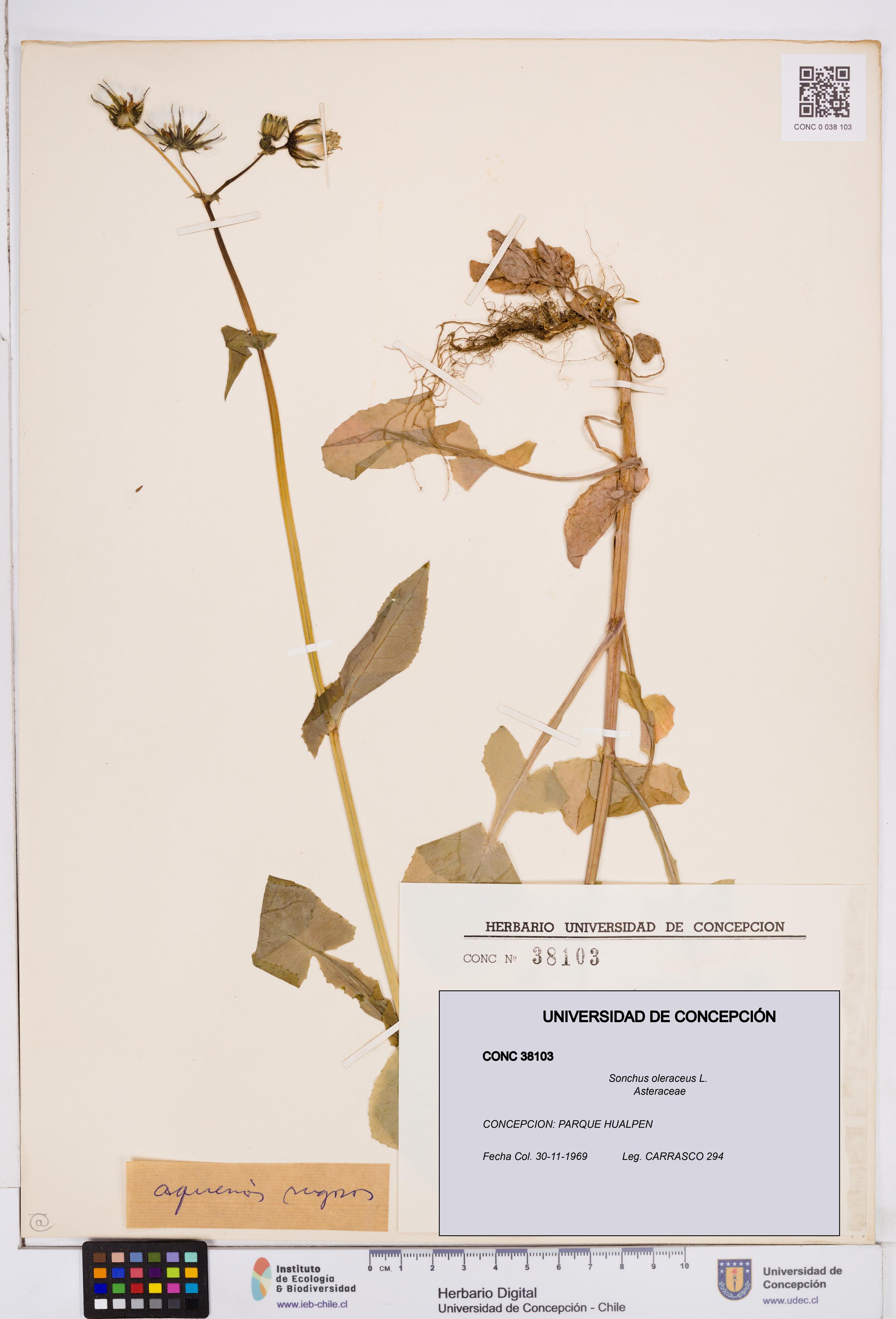 Sonchus oleraceus [Espécimen: ]