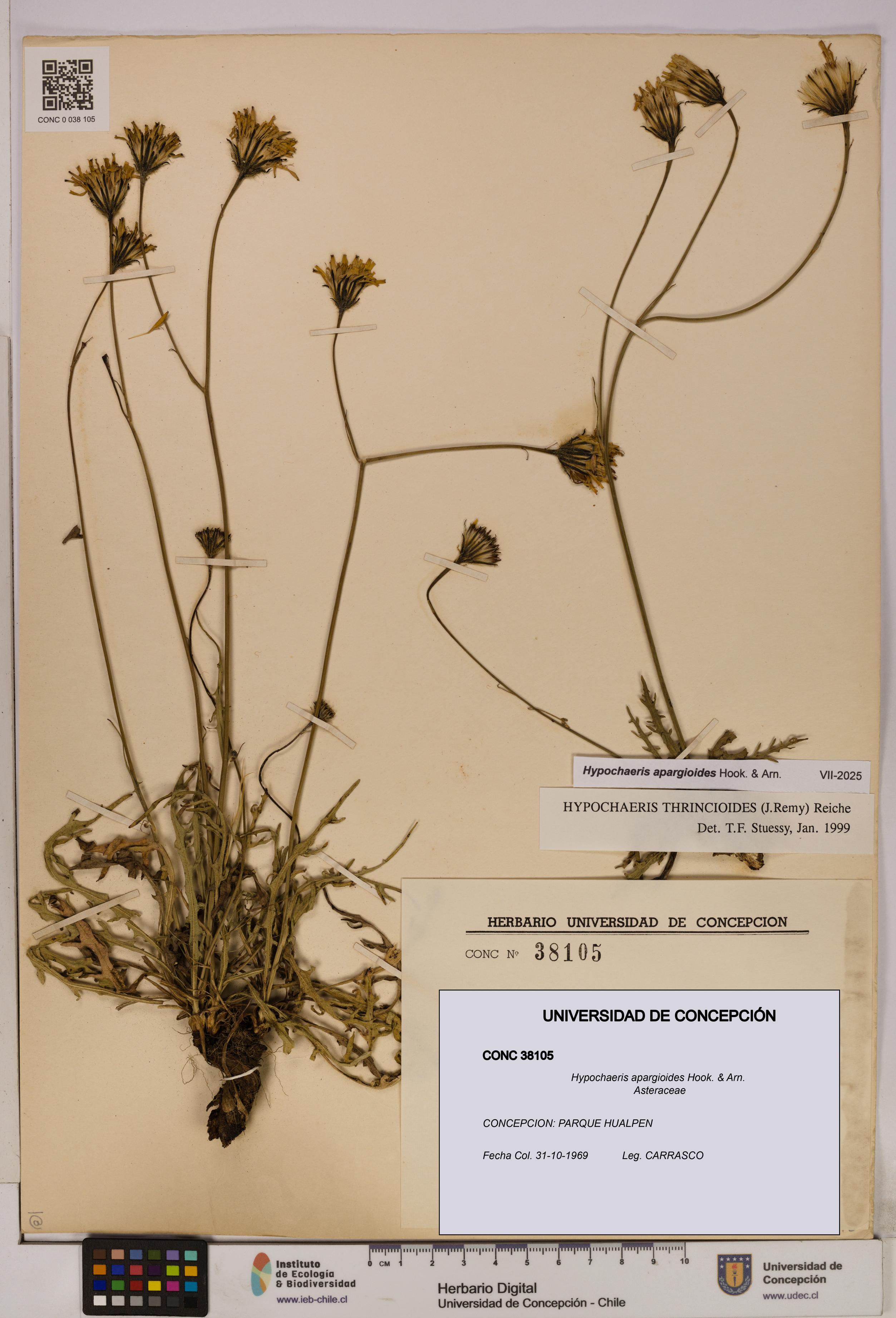 Hypochaeris apargioides [Espécimen: UDEC:CONC:0038105]