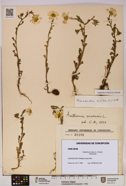 Cladanthus mixtus [Espécimen: UDEC:CONC:0038106]