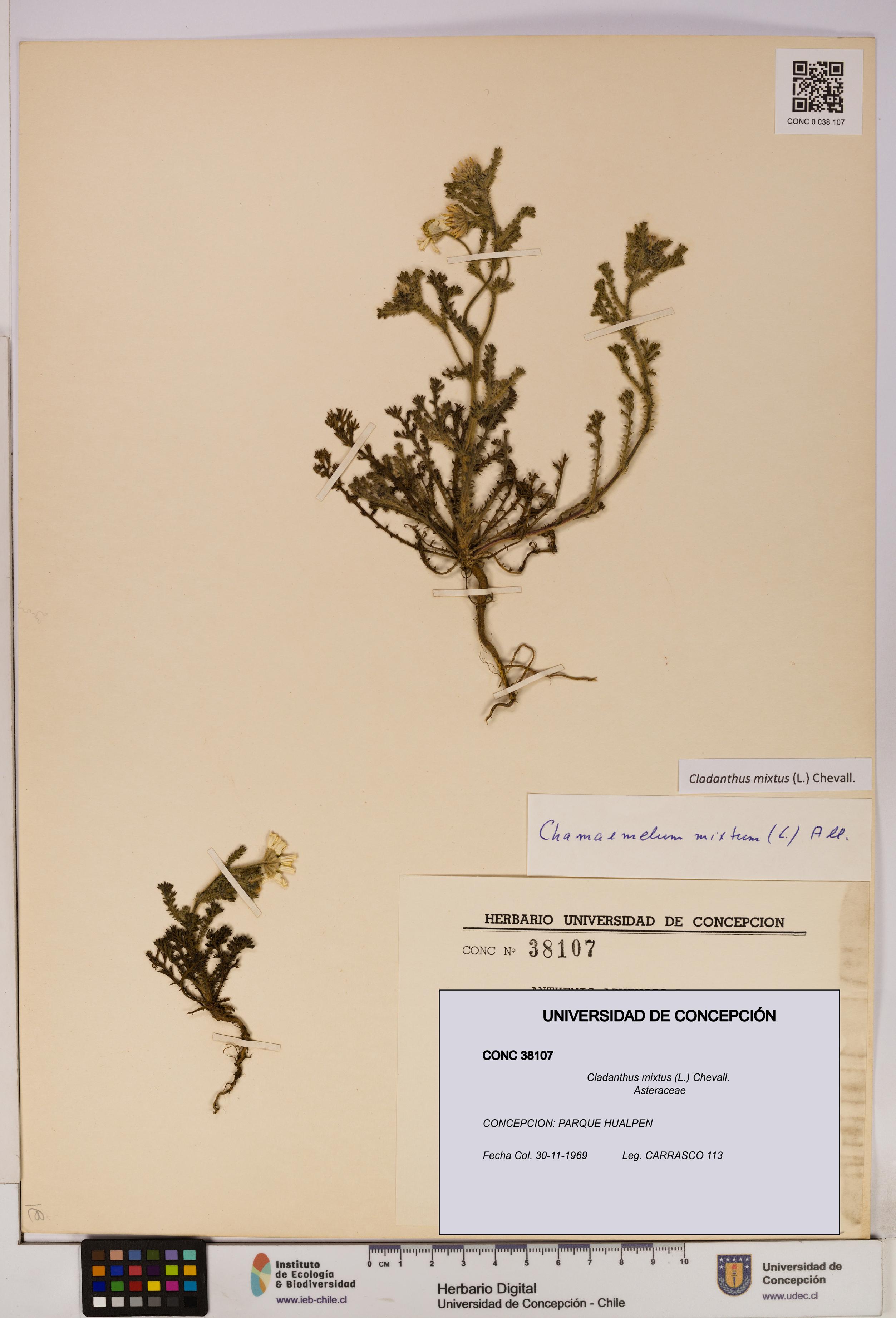 Cladanthus mixtus [Espécimen: UDEC:CONC:0038107]