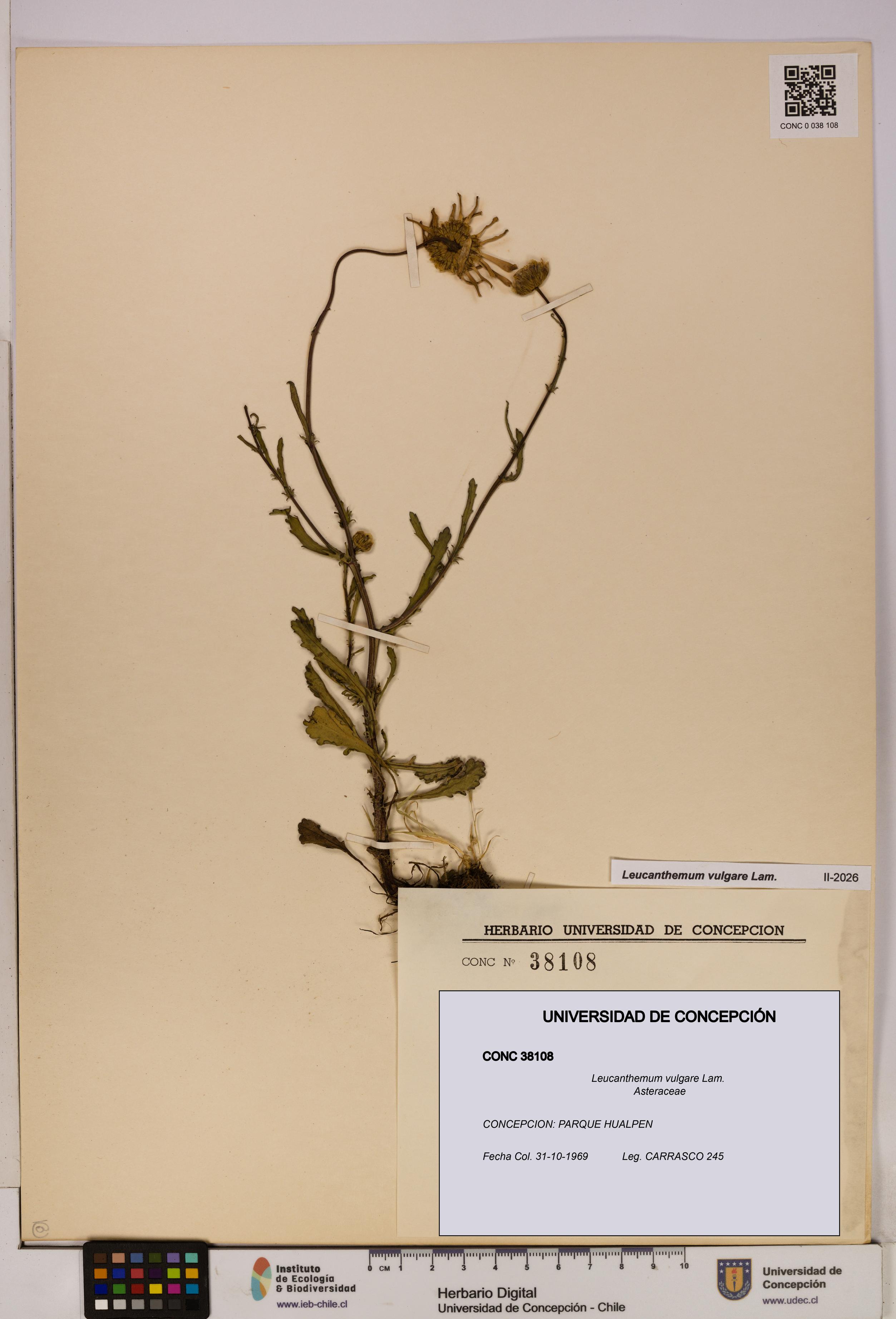 Leucanthemum vulgare [Espécimen: UDEC:CONC:0038108]