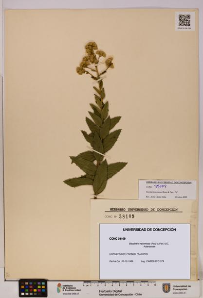 Baccharis racemosa [Espécimen: UDEC:CONC:0038109]